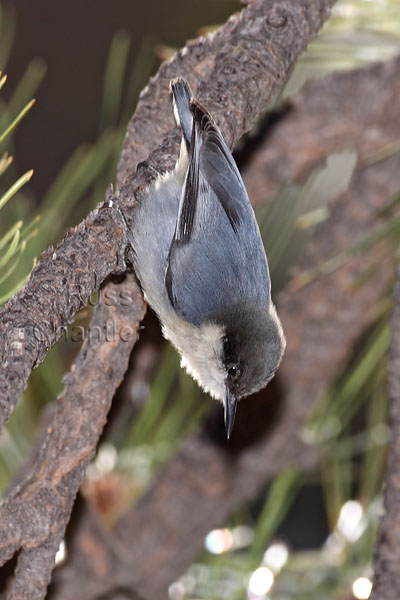 Pygmy Nuthatch © Russ Chantler